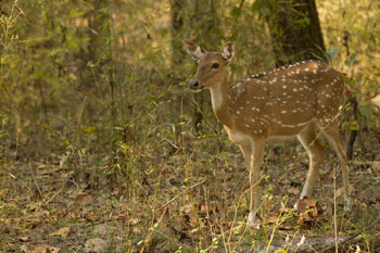 deer